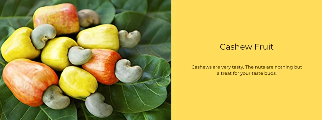 Cashew