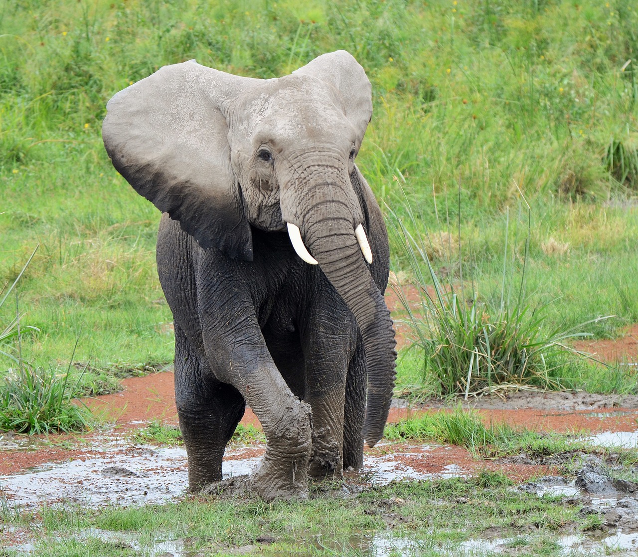 African Jungle - Wildlife - Travel Exet