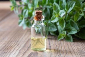 Oregano Oil